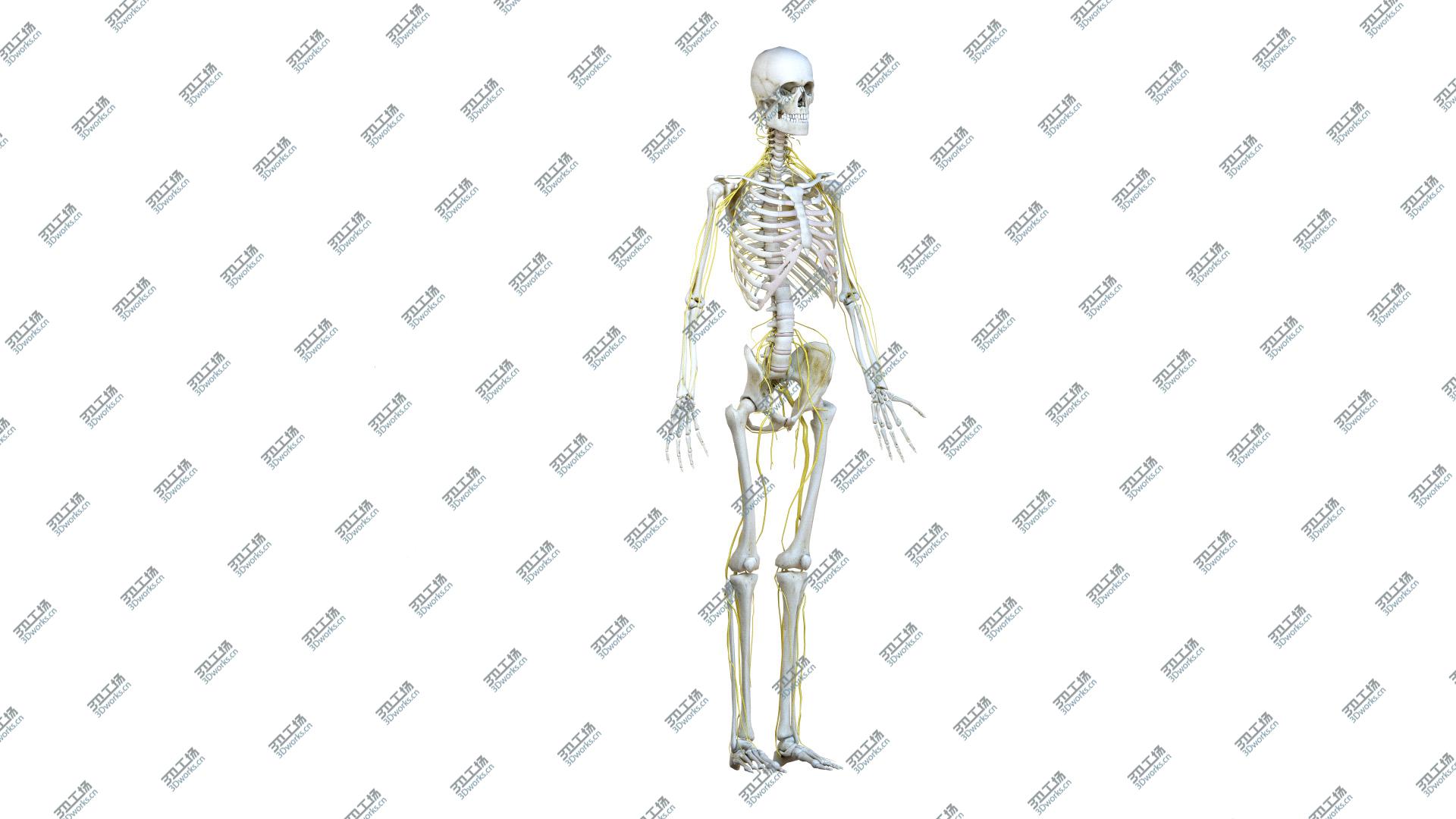 images/goods_img/20210313/Female Body, Skeleton and Nervous System (Low Poly) model/4.jpg